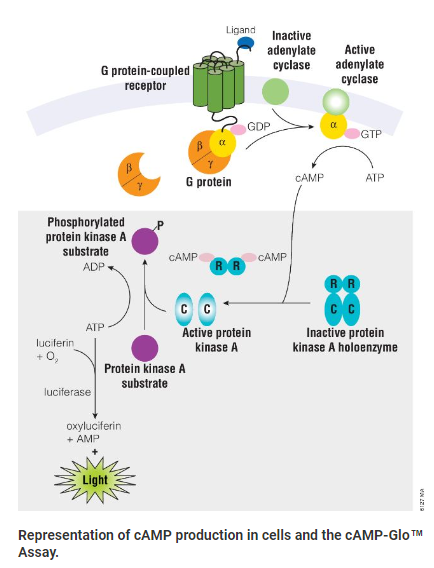 GPCR Assays