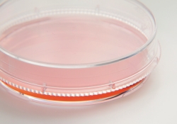 Cell and Tissue Culture Dishes, Nunc EasYDish, PS, sterile